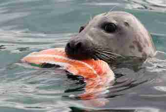 Baikal seal: that for an animal and what he is eaten with