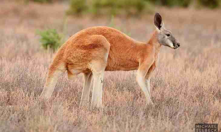 What animals in Australia are