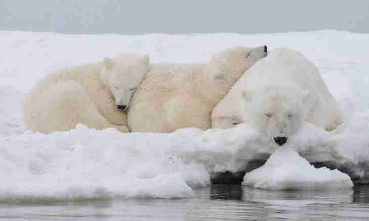 Why brown bears sleep all winter