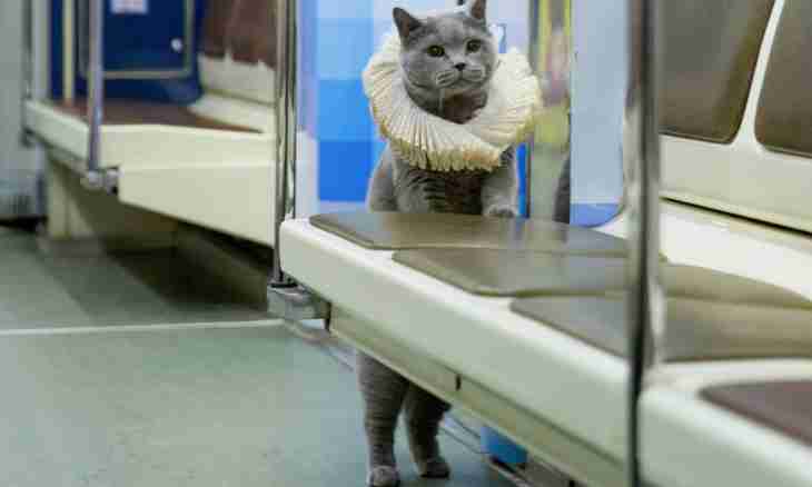 How to transport a cat by train