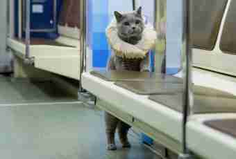 How to transport a cat by train