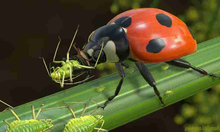 How many there lives a ladybug