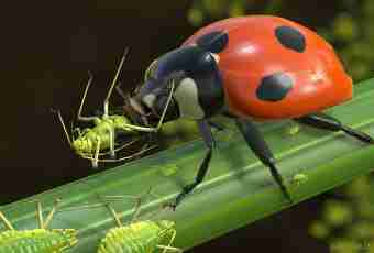 How many there lives a ladybug