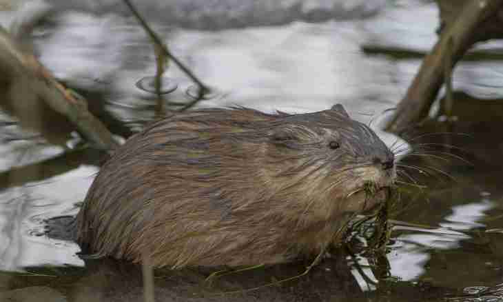 How to catch a muskrat