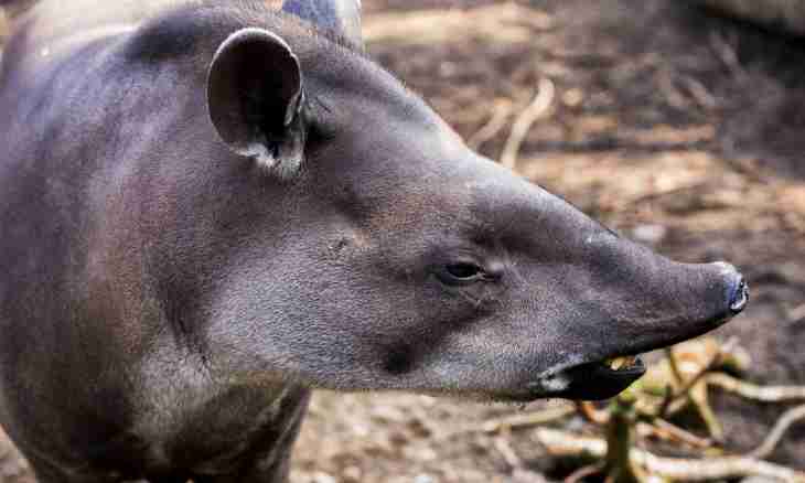 Where tapirs are found
