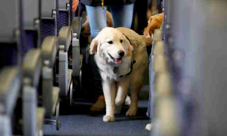 How to transport a dog on the plane