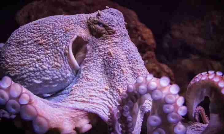 Than eyes of an octopus are unusual