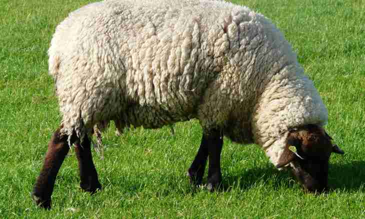 What color of wool at animals is called agut