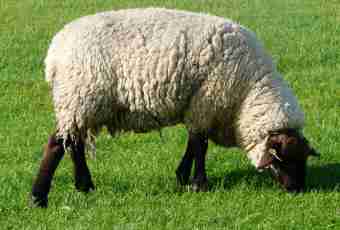 What color of wool at animals is called agut