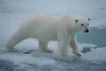 What polar bears eat