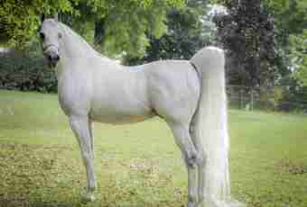 What types of the Arab horse are