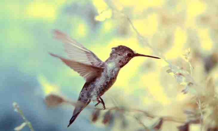 As humming-bird baby birds are born