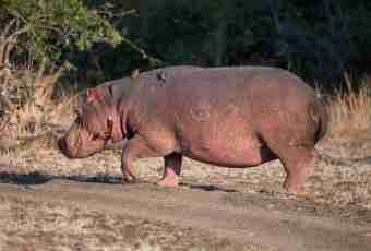 Where hippopotamuses are found