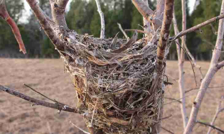 What bird twists the biggest nests in the world
