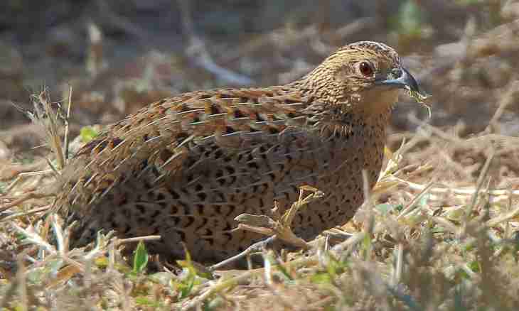 What quails are