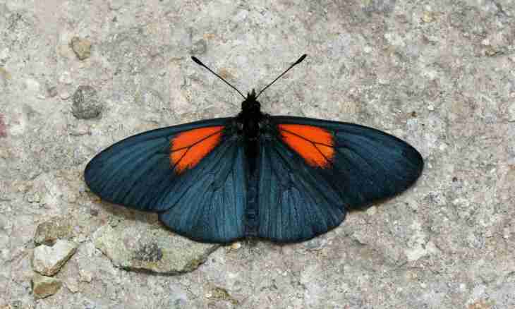 What butterflies lead a nocturnalism