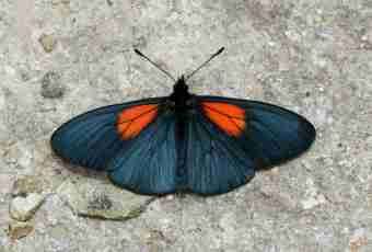 What butterflies lead a nocturnalism