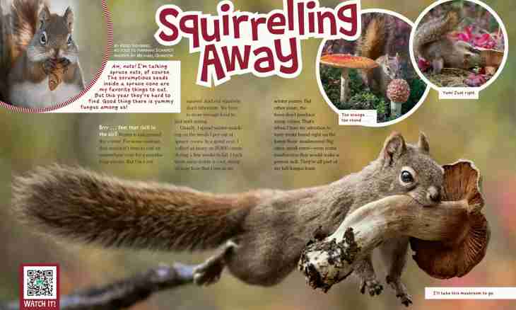 How many there lives a squirrel