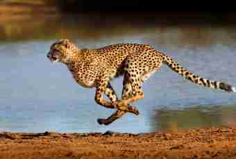 The fastest predators on the earth
