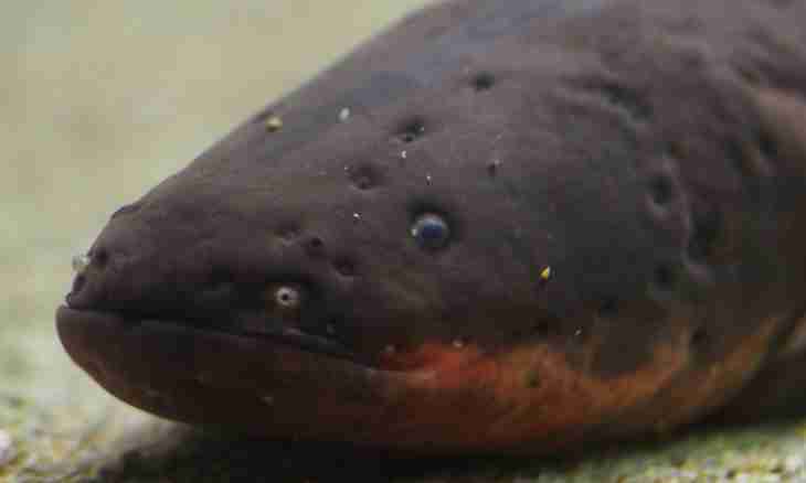 As electric eels produce electricity