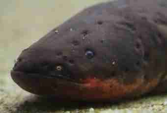 As electric eels produce electricity