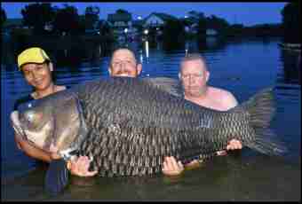 What fish the biggest in the world