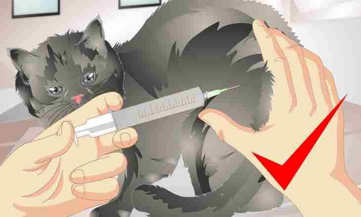 How to solve, castrate a cat or not