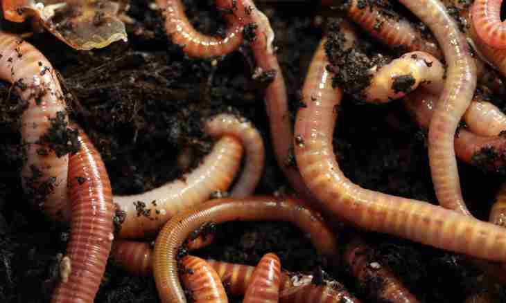 As earthworms move