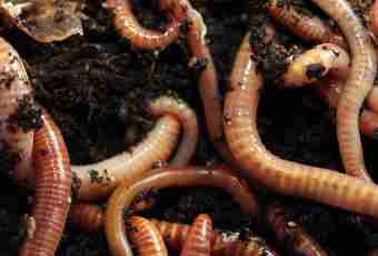 As earthworms move