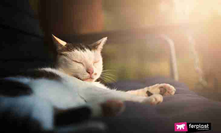 Why cats sleep very much