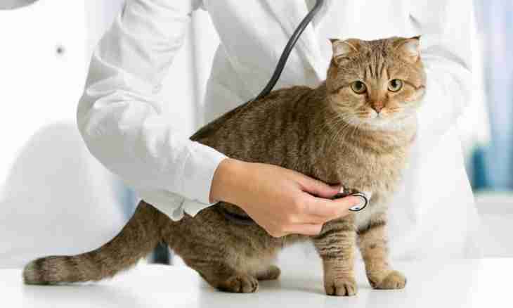 How to castrate a cat