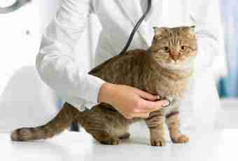 How to castrate a cat