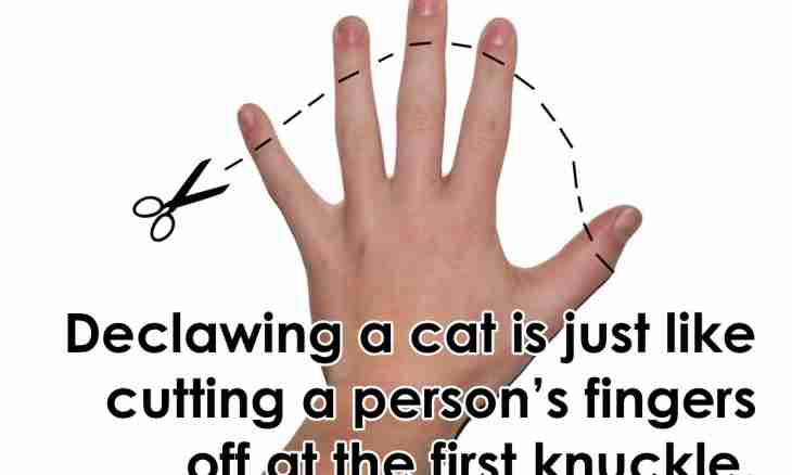 The cat always falls on paws - it is the truth