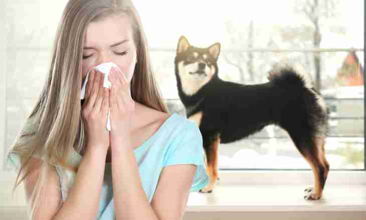 Allergy to pets — it does not matter
