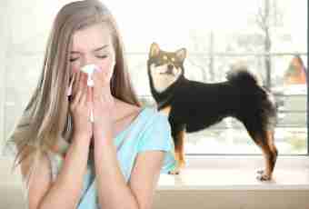 Allergy to pets — it does not matter