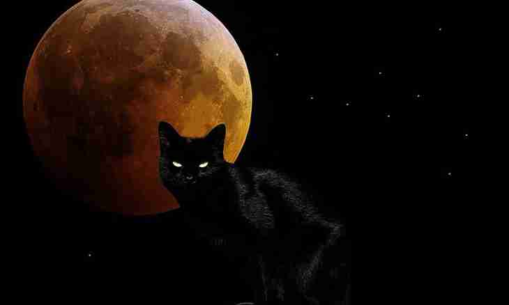 What is seen by a cat in the dark