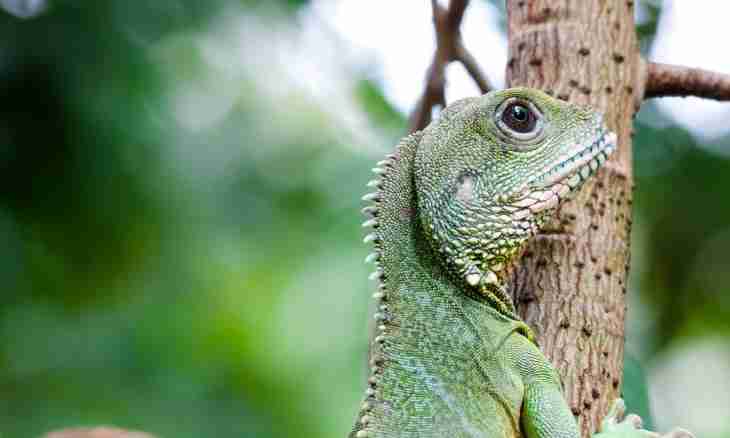 Why the mobility is necessary for reptiles