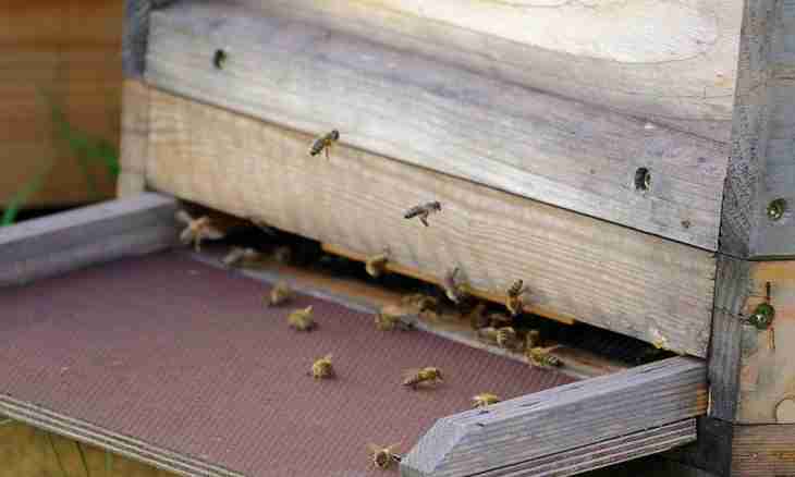 Keeping of bees in beehives plank beds