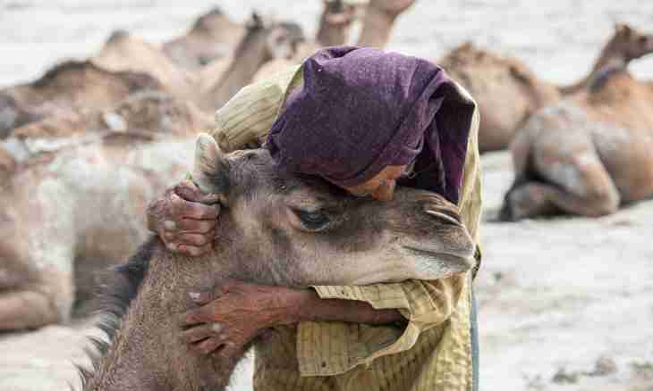 What is eaten by a camel