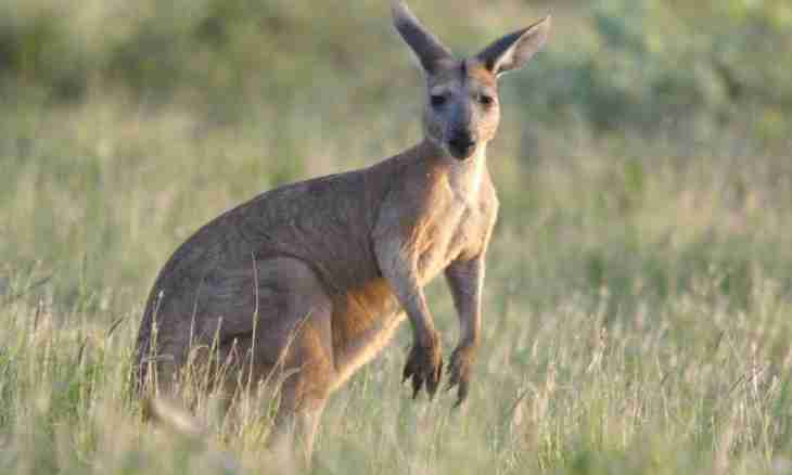 Why in Australia there are a lot of marsupials of animals