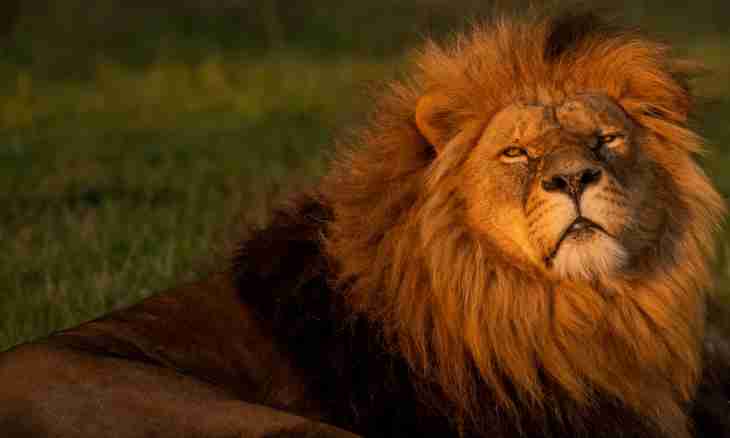 Why the lion is considered a king of beasts