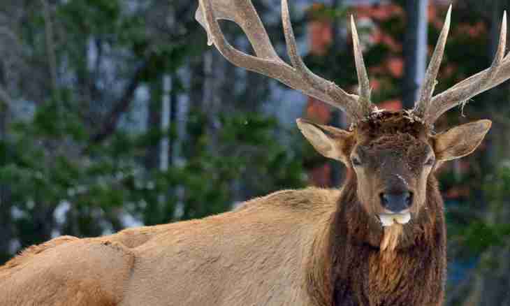 Why the deer dumps horns