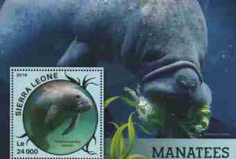 Who such manatees
