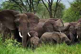 How many there live elephants