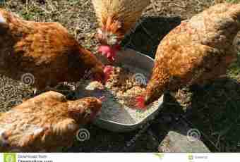 Cultivation of chickens: a food allowance for layers