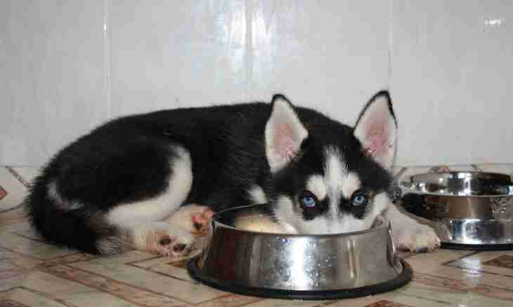 How to feed a puppy huskies