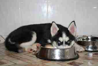 How to feed a puppy huskies