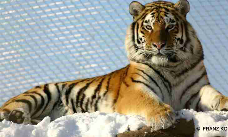 As Siberian tiger looks