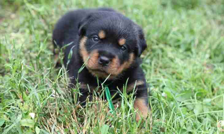 How to feed a puppy of a Rottweiler