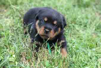 How to feed a puppy of a Rottweiler